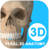 维萨里3D解剖